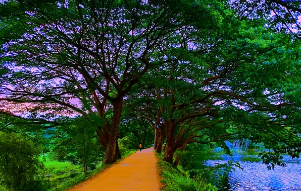 Sky, Water, Sunrise, Dawn, Morning, Lake, Trees, Plants