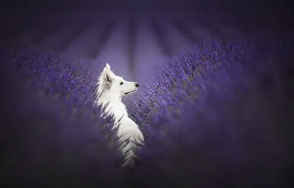 Nature, each, dog, lavender