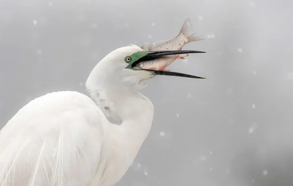 Fish, snowfall, Heron