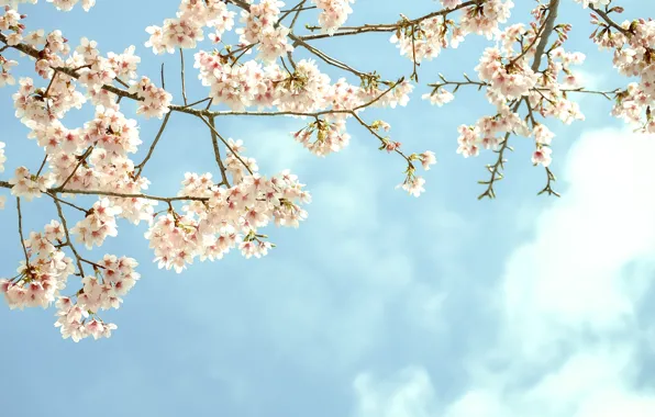 The sky, flowers, branches, tree, flowering, fruit