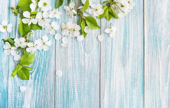 Picture flowers, cherry, background, blue, spring, wood