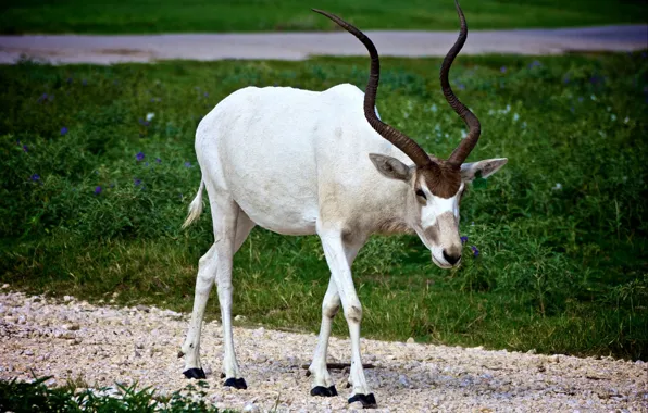 Horns, antelope, white antelope