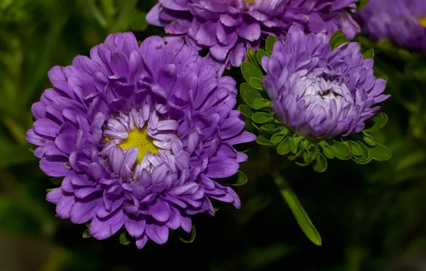 Picture petals, colorful, Bud, Astra, flowering, lilac, flowers, tulips