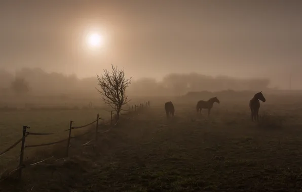 Picture field, night, horses