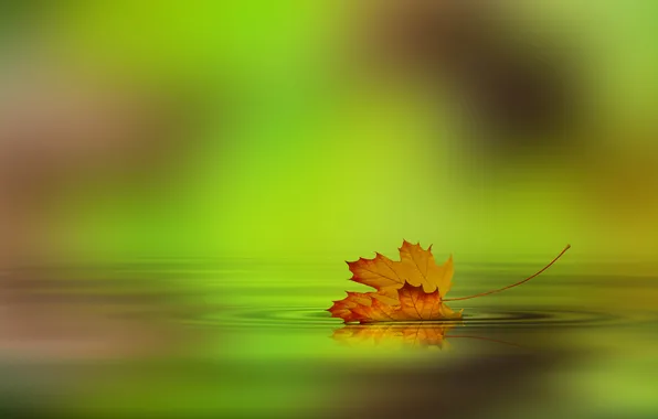 Autumn, leaves, water