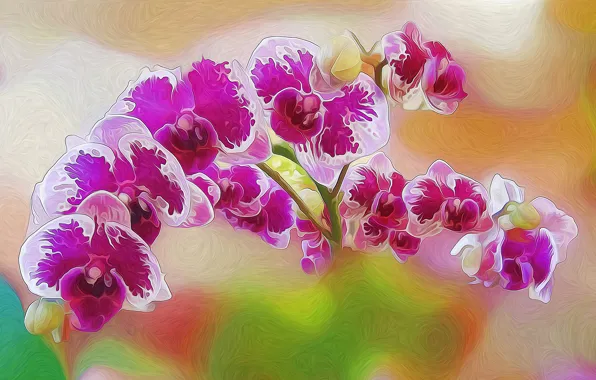 Line, flowers, paint, petals, Orchid, touch