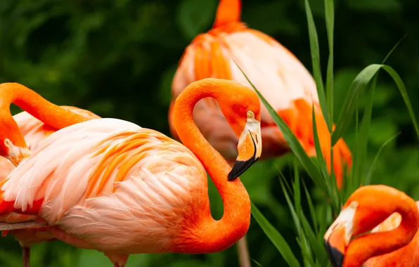 Picture birds, beak, Flamingo, neck
