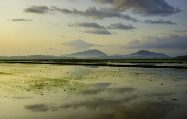 Field, dawn, hills, color, morning, rice