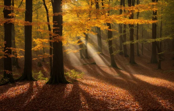 Autumn, forest, the sun, rays, light, trees, branches, nature