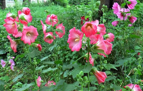 Flowers, Rosa, background, Summer, cover, mallow