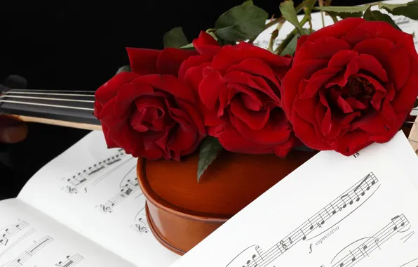 Picture flowers, red, notes, violin, roses, three