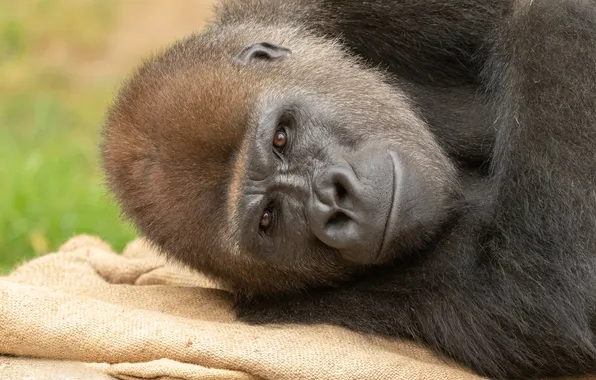 Look, face, pose, portrait, monkey, gorilla, lies, face