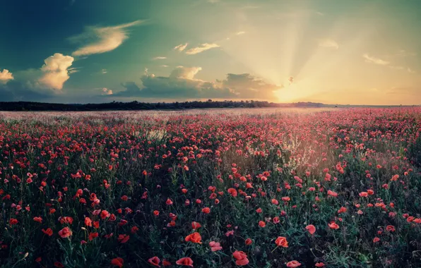 Picture field, the sky, the sun, clouds, trees, landscape, flowers, nature