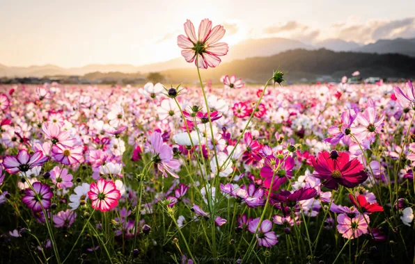 PETALS, HORIZON, The SUN, FIELD, DAL, kosmeya