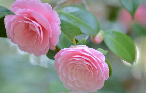 Macro, pink, tenderness, Camellia