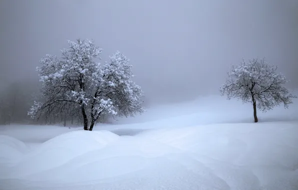 Winter, snow, trees, Switzerland, the snow