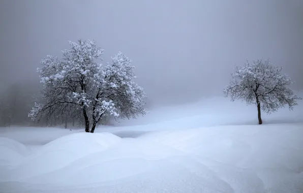 Picture winter, snow, trees, Switzerland, the snow