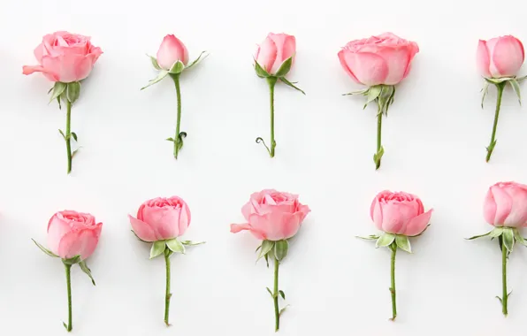 Picture flowers, roses, wallpaper, buds, pink, roses