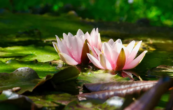 Leaves, light, flowers, pond, pink, Duo, water lilies, bokeh
