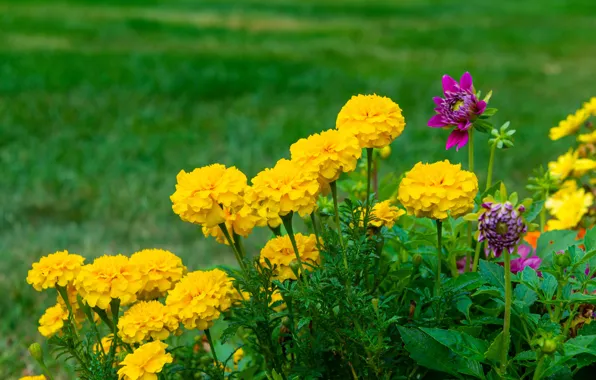 Flowers, yellow, marigolds