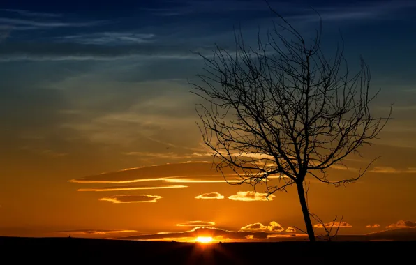 Landscape, sunset, tree