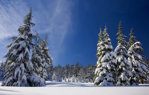 Picture winter, forest, the sky, the sun, snow, trees