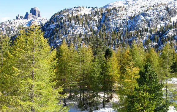 Picture winter, snow, trees, mountains, nature, rocks, Alps, Italy