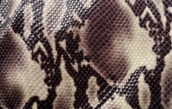 Texture, coloring, animal texture, a snake's skin