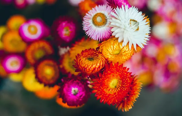 Picture white, red, Flower, flower