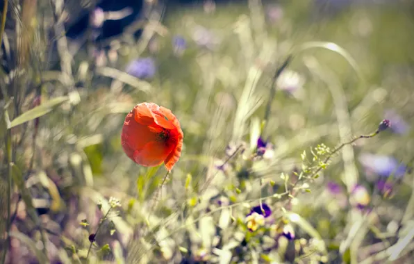 Picture flowers, nature, Mac, plants