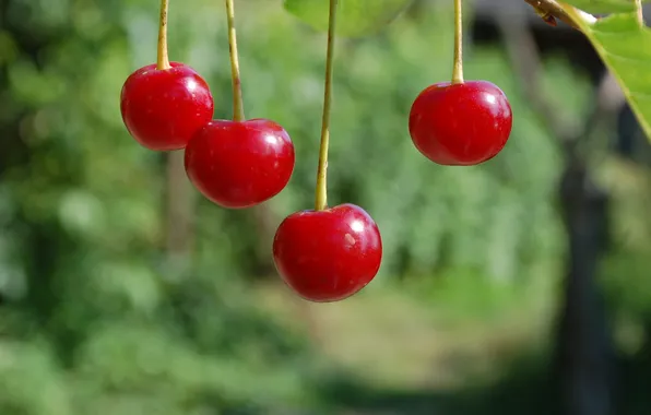 Macro, nature, cherry, berry
