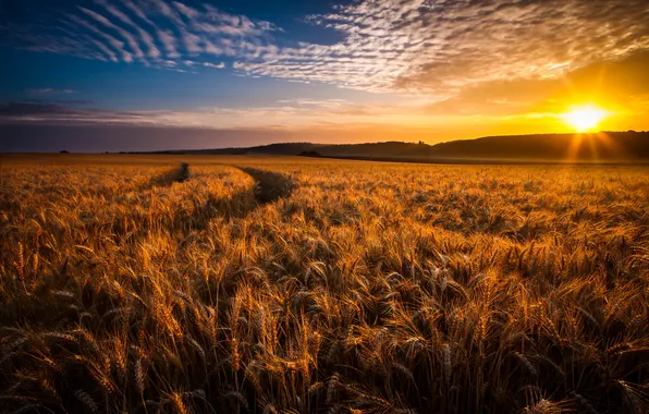 Wheat, field, sunset, ears