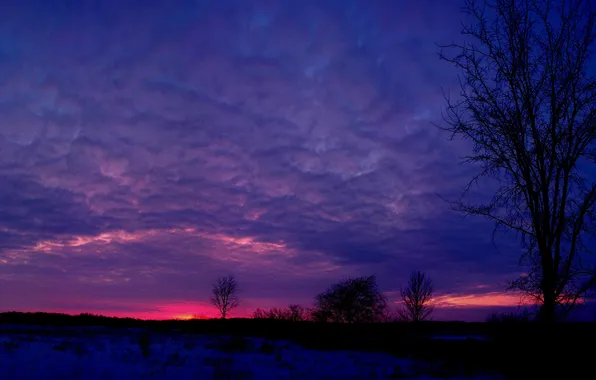 Winter, the sky, clouds, snow, trees, sunset, nature, the evening