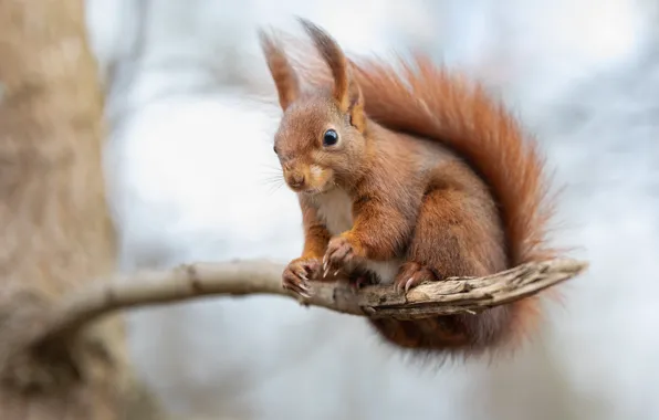 Picture branches, nature, pose, protein, sitting, light background, rodent