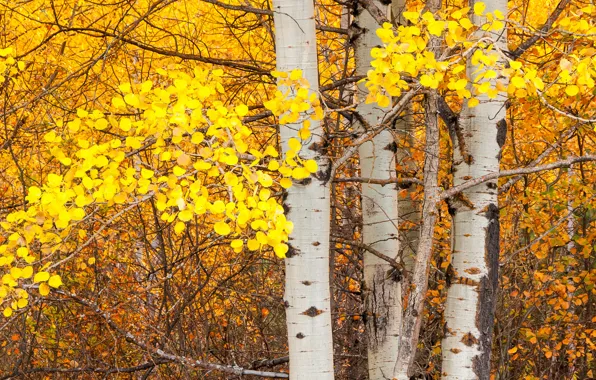 Picture autumn, leaves, tree, trunk, aspen