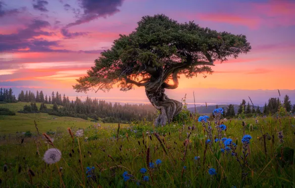 FOREST, TREE, HORIZON, The SKY, FIELD, CLOUDS, FLOWERS, SUNSET