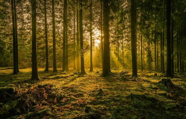Forest, rays, trees, Germany
