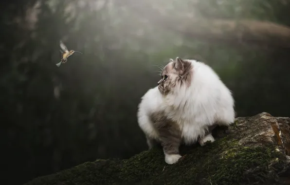 Cat, cat, look, nature, background, bird, stone, moss