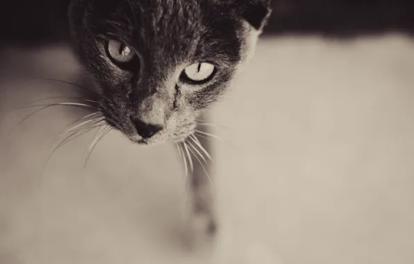 Look, Cat, Grey, Face