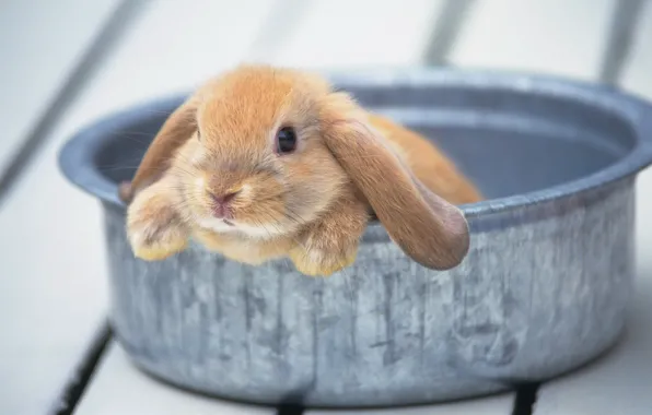Picture rabbit, cute, bowl