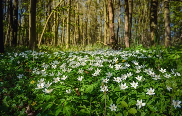 Forest, trees, flowers, Anemone