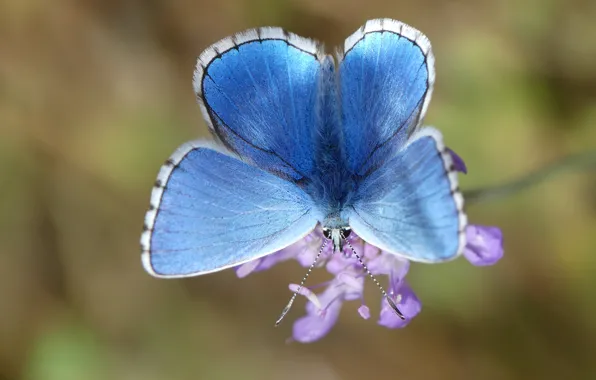 Picture macro, flowers, background, blue, butterfly, insect, lilac, bokeh