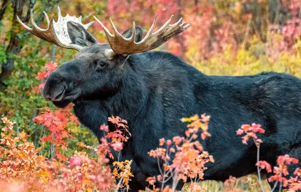 Canada, animal, wildlife, moose