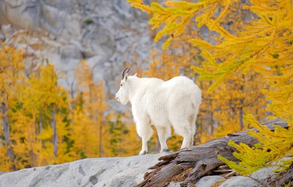 Autumn, forest, mountains, branches, nature, stones, rocks, goat