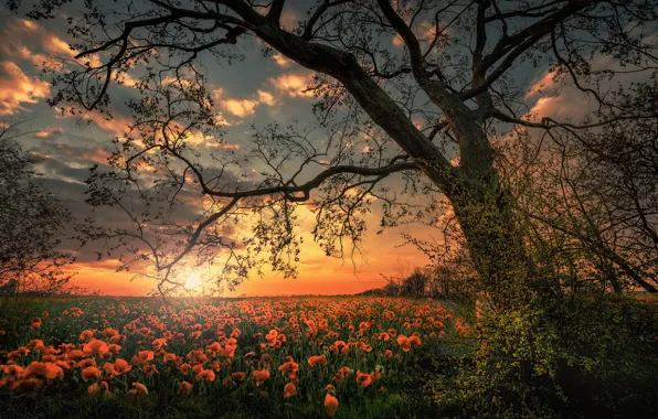 Picture field, landscape, sunset, flowers, nature, tree, Maki, the evening