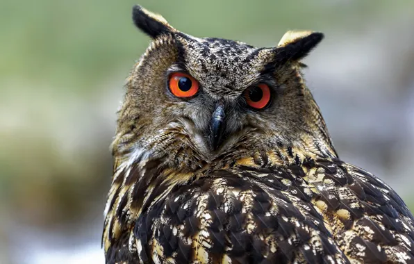 Picture look, background, owl, bird, portrait, owl