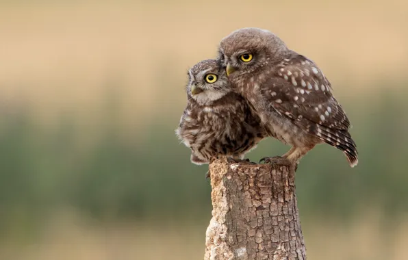 Birds, owls, blurred background