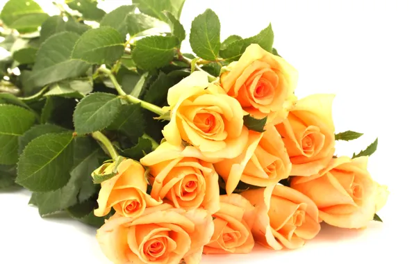 Picture leaves, flowers, roses, bouquet, petals, white background, orange