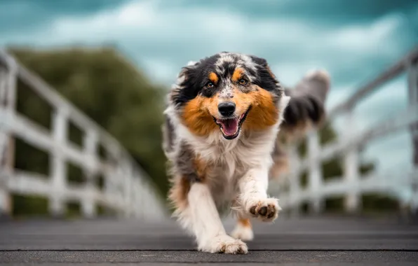 Background, each, dog
