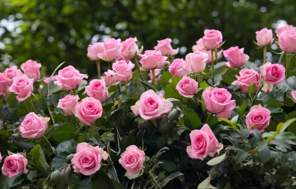 Picture flowers, roses, pink, a lot, rose Bush